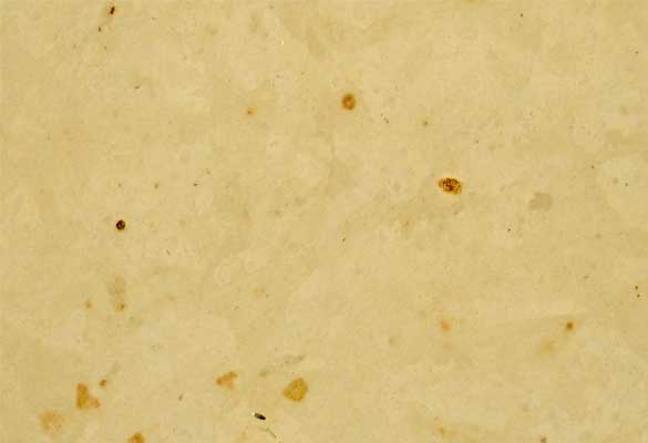 Jura Beige Honed