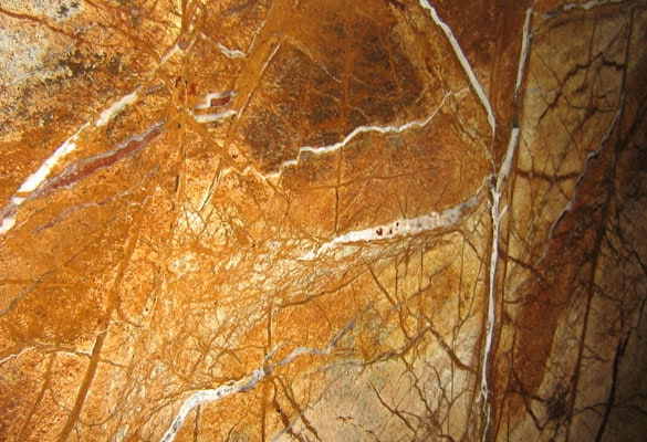 Rainforest Brown